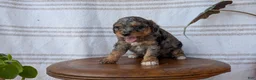 Cavapoo dogs for sale: Melody - Ad 7
