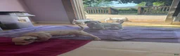 Dalmatian dogs for sale: Dalmatian 5 - Ad 5