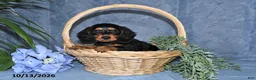 Miniature Dachshund dogs for sale: Scarlet - Ad 3