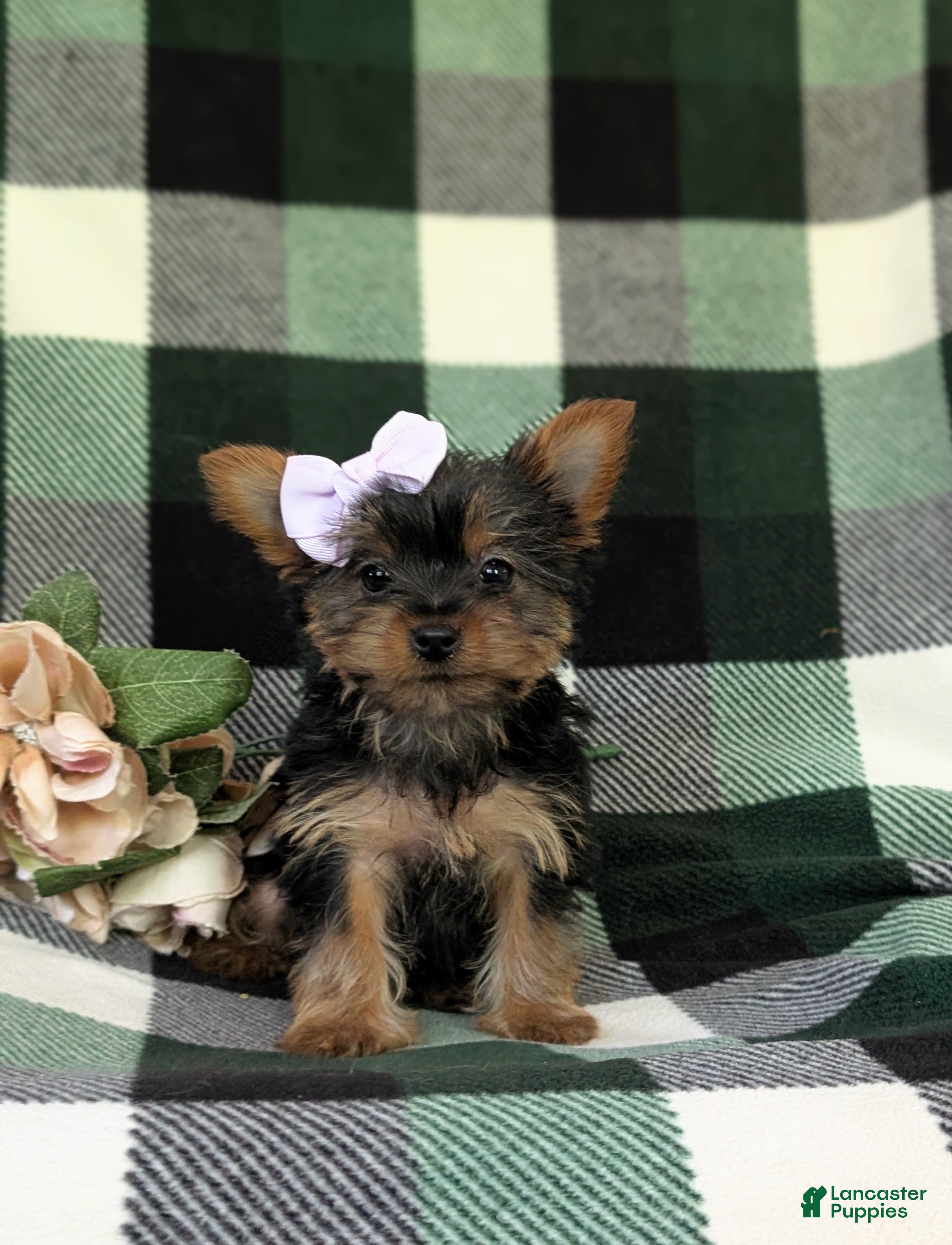 Yorkshire Terrier dogs for sale: Linette 7 lbs Full Grown - Ad 1