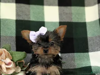 Yorkshire Terrier dogs for sale: Linette 7 lbs Full Grown - Ad 2