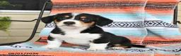 Mixed Breed dogs for sale: Tank - Ad 2