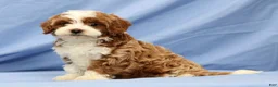 Cavapoo dogs for sale: Emerald - Ad 7