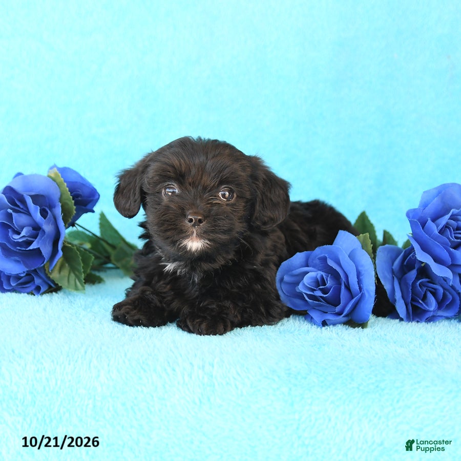 Yorkiepoo dogs for sale: Happy - Ad 2