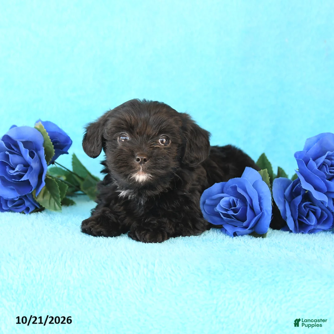 Yorkiepoo dogs for sale: Happy - Ad 2