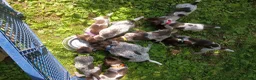 German Shorthaired Pointer dogs for sale: Purple Collar aka Amy - Ad 3