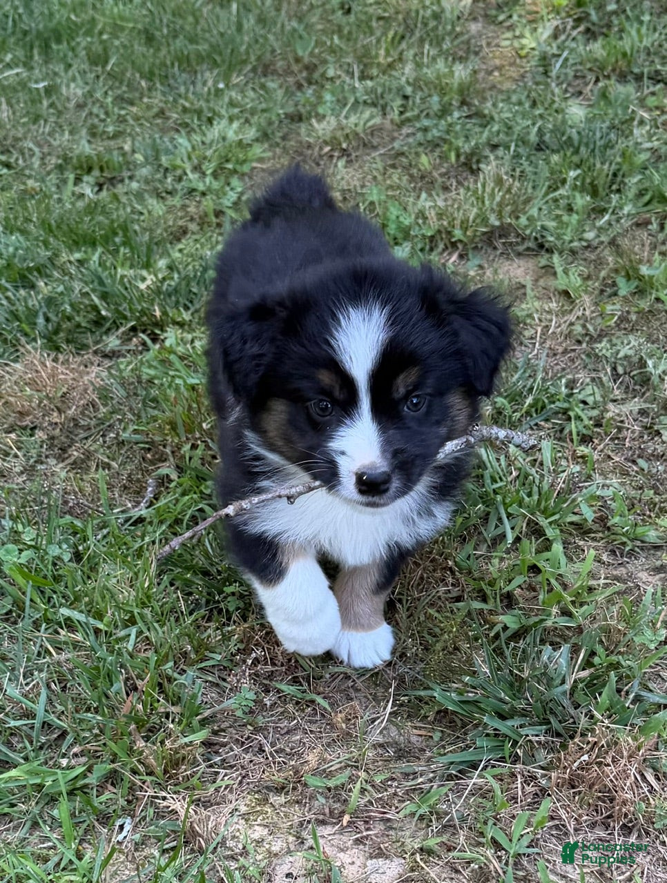 Australian Shepherd dogs Australian Shepherd Junior - Ad 1