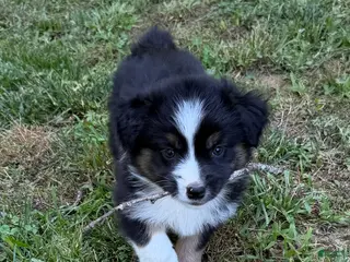 Australian Shepherd dogs for sale: Australian Shepherd Junior - Ad 3