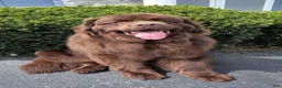 Newfoundland dogs for sale: Eve - Ad 4