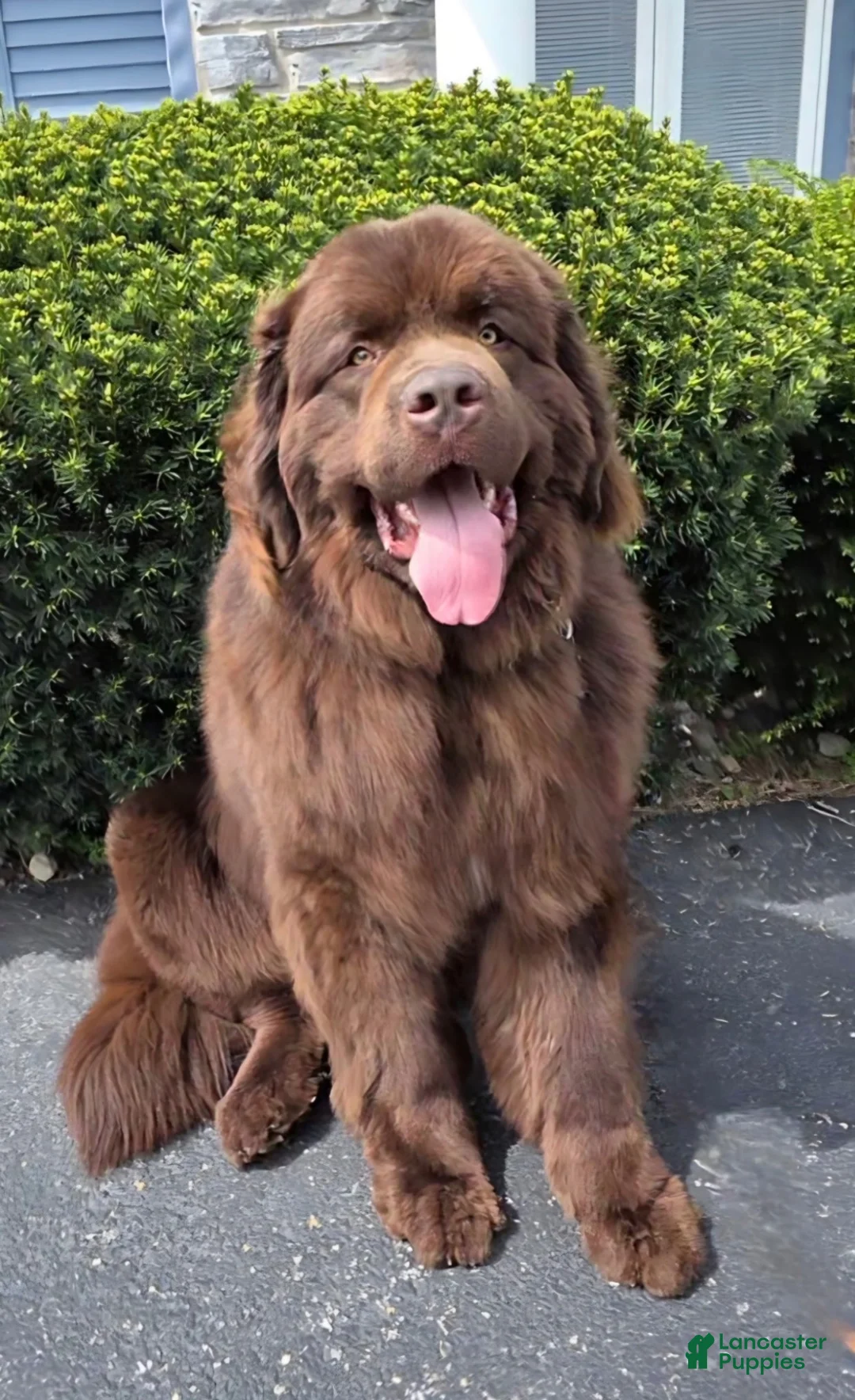 Newfoundland dogs for sale: Eve - Ad 4