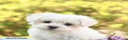 Maltese dogs for sale: London - Ad 5