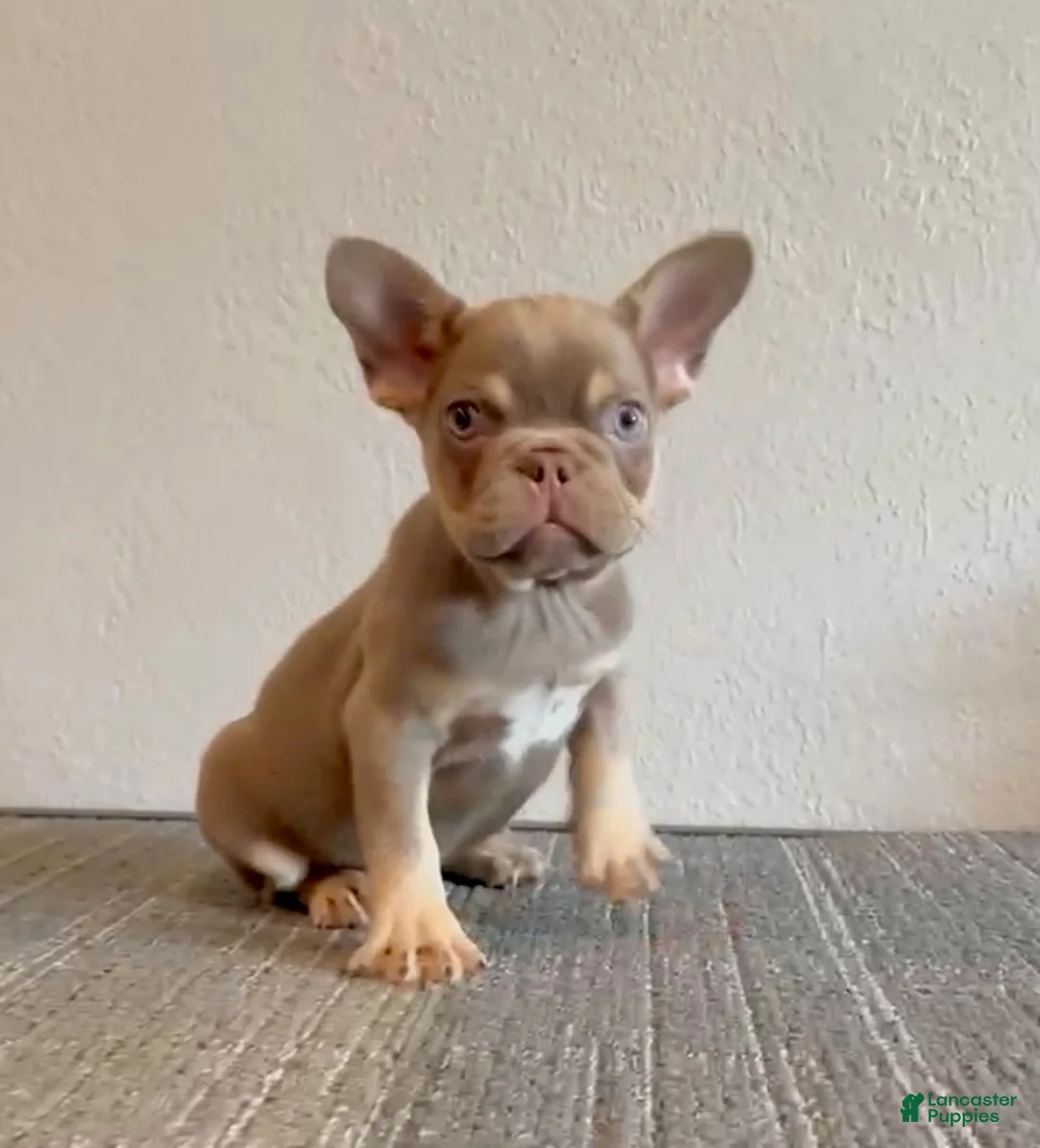 French Bulldog dogs for sale: CHUCKY - ISABELLA Fluffy Carrier in CALI, USA DELIVERY OPTIONS! - Ad 2