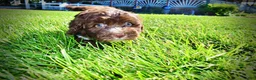 Havapoo dogs for sale: Baxter - Ad 11