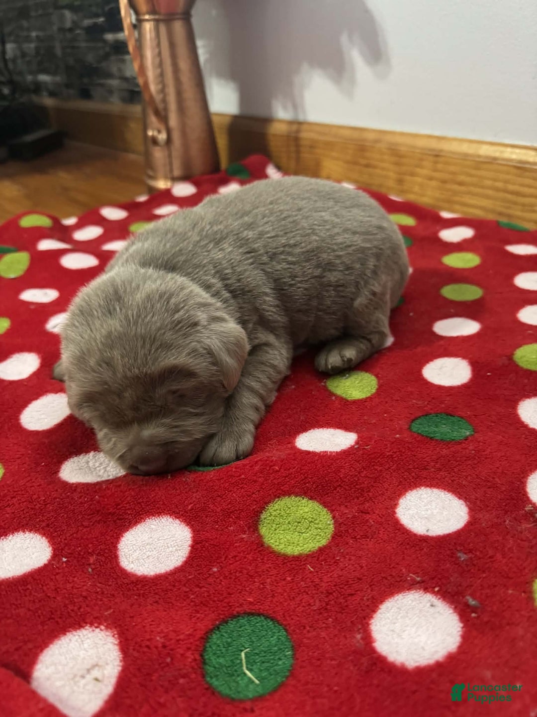 Labrador Retriever dogs for sale: Noel - Ad 8