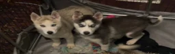 Siberian Husky dogs for sale: Twister - Ad 1