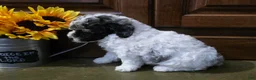 Toy Poodle dogs for sale: Hunter Toy Poodle  - Ad 3