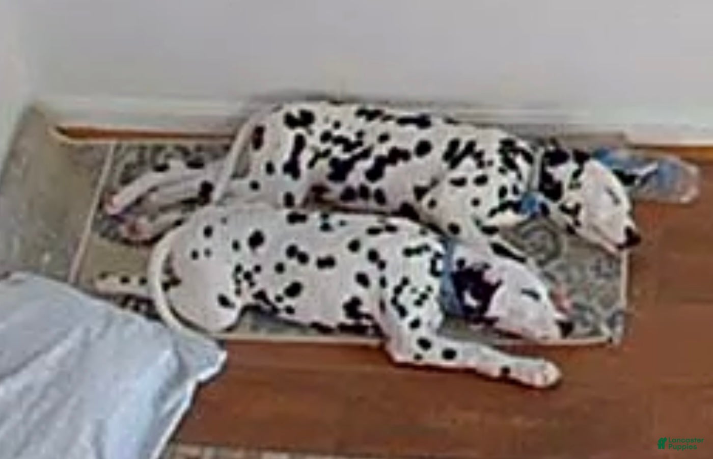 Dalmatian dogs Dalmatian Puppy 1 - Ad 24