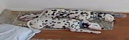 Dalmatian dogs for sale: Dalmatian Puppy 1 - Ad 1