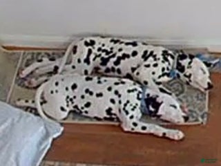 Dalmatian dogs Dalmatian Puppy 1 - Ad 20