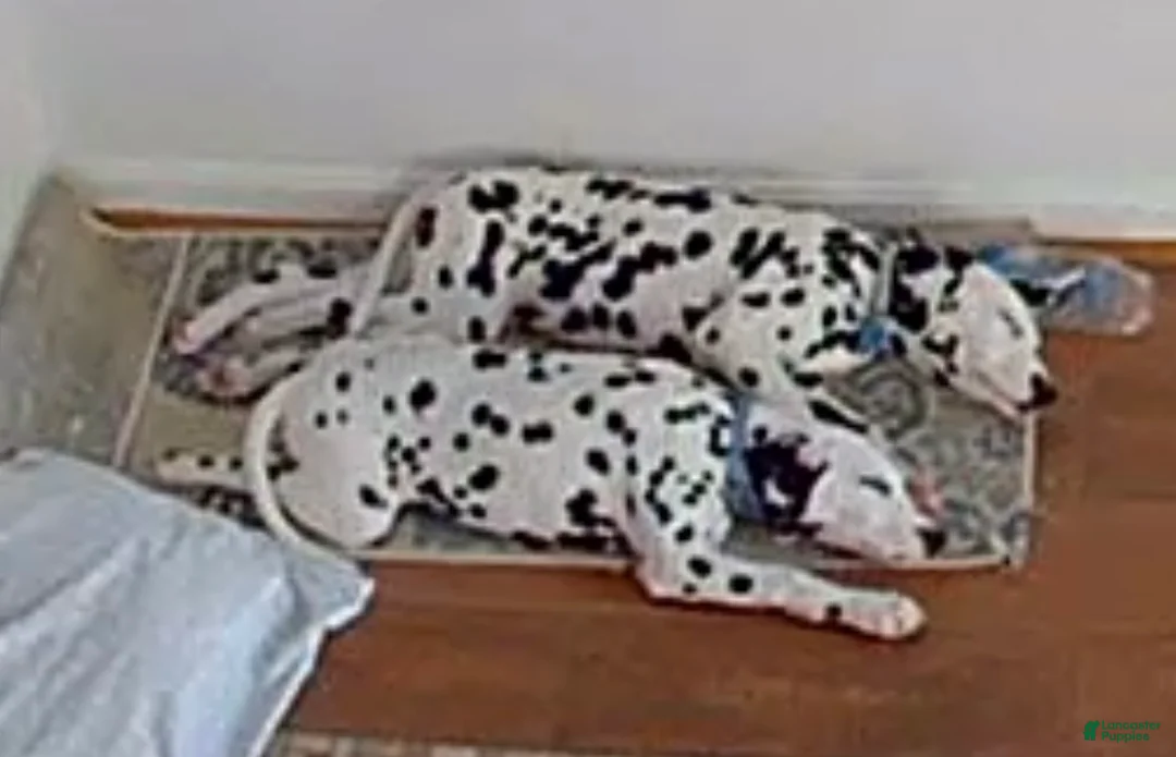 Dalmatian dogs for sale: Dalmatian Puppy 1 - Ad 2