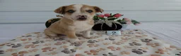 Mixed Breed dogs for sale: Mixed Breed 2 Ronni - Ad 3