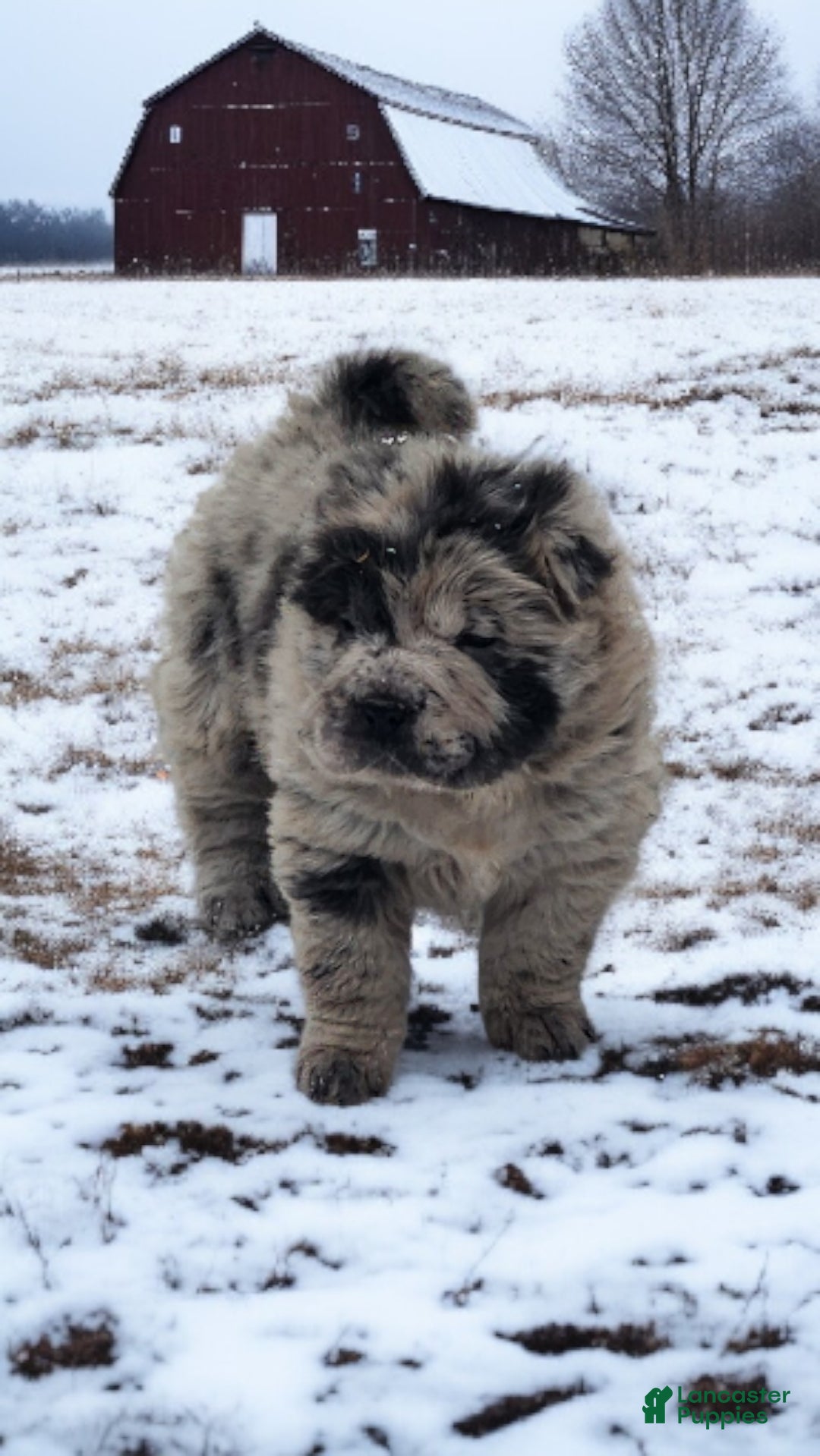 Shar Pei dogs for sale: Marla merle mini bear  - Ad 14