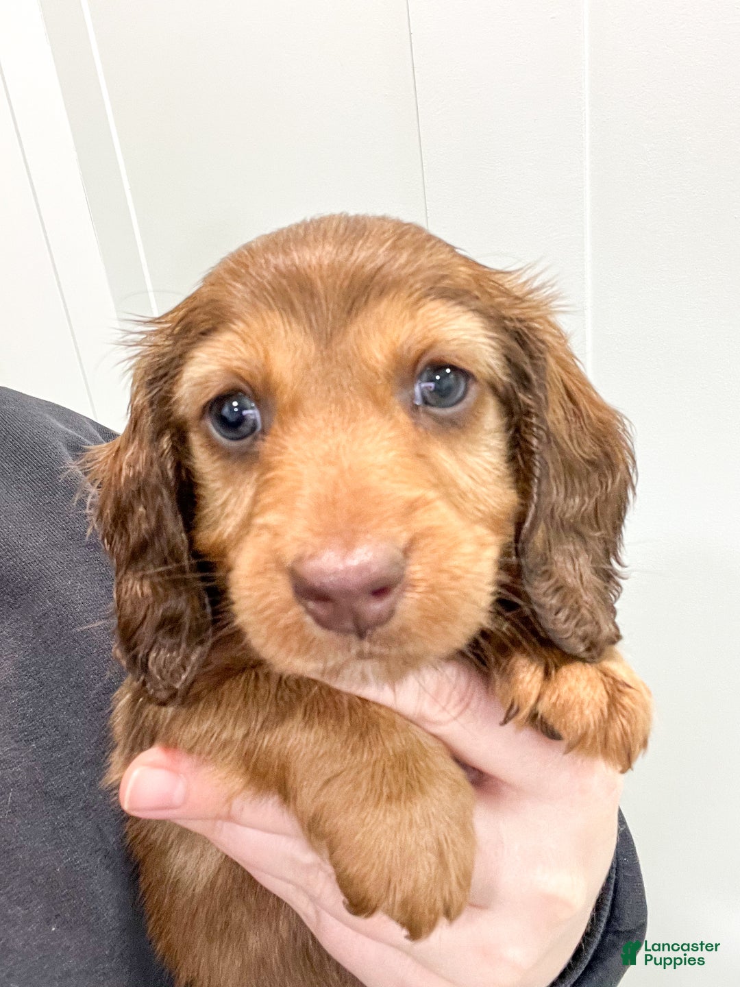 Miniature Dachshund dogs for sale: Cody - Ad 6