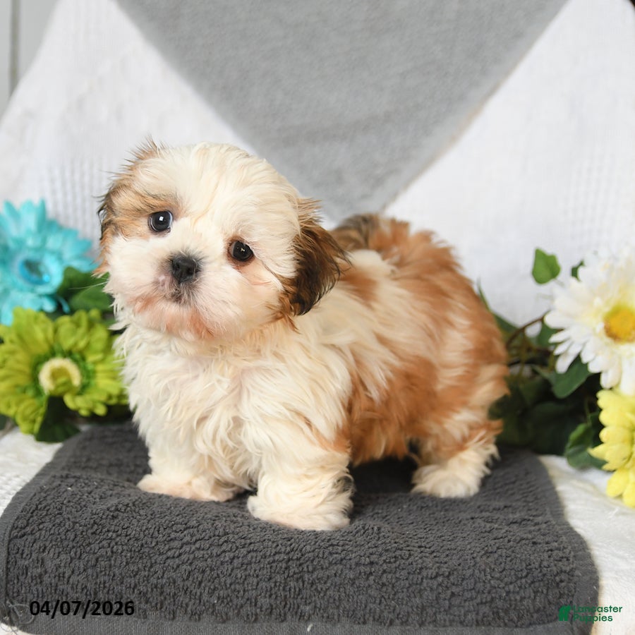 Shih Tzu dogs Ivan - Ad 2