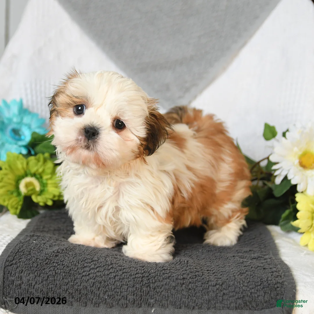 Shih Tzu dogs for sale: Ivan - Ad 2