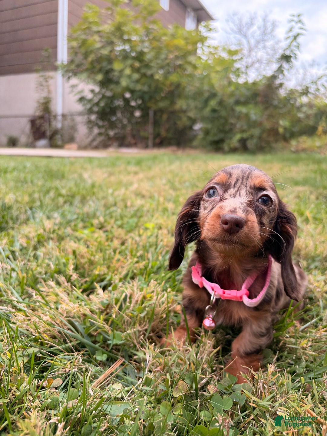Miniature Dachshund dogs for sale: Maple - Ad 4