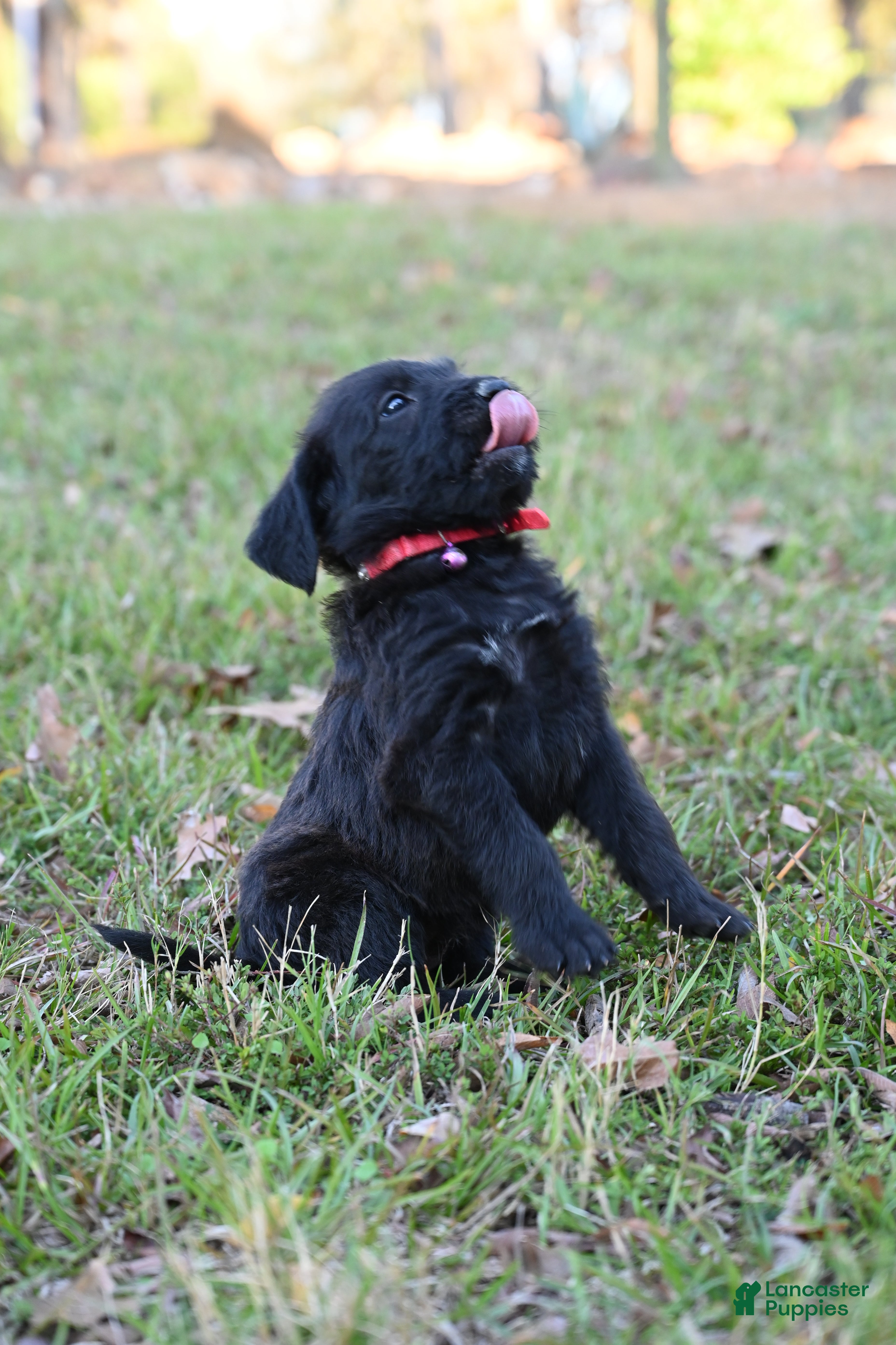 Mixed Breed dogs Puppy 6 - Ad 23