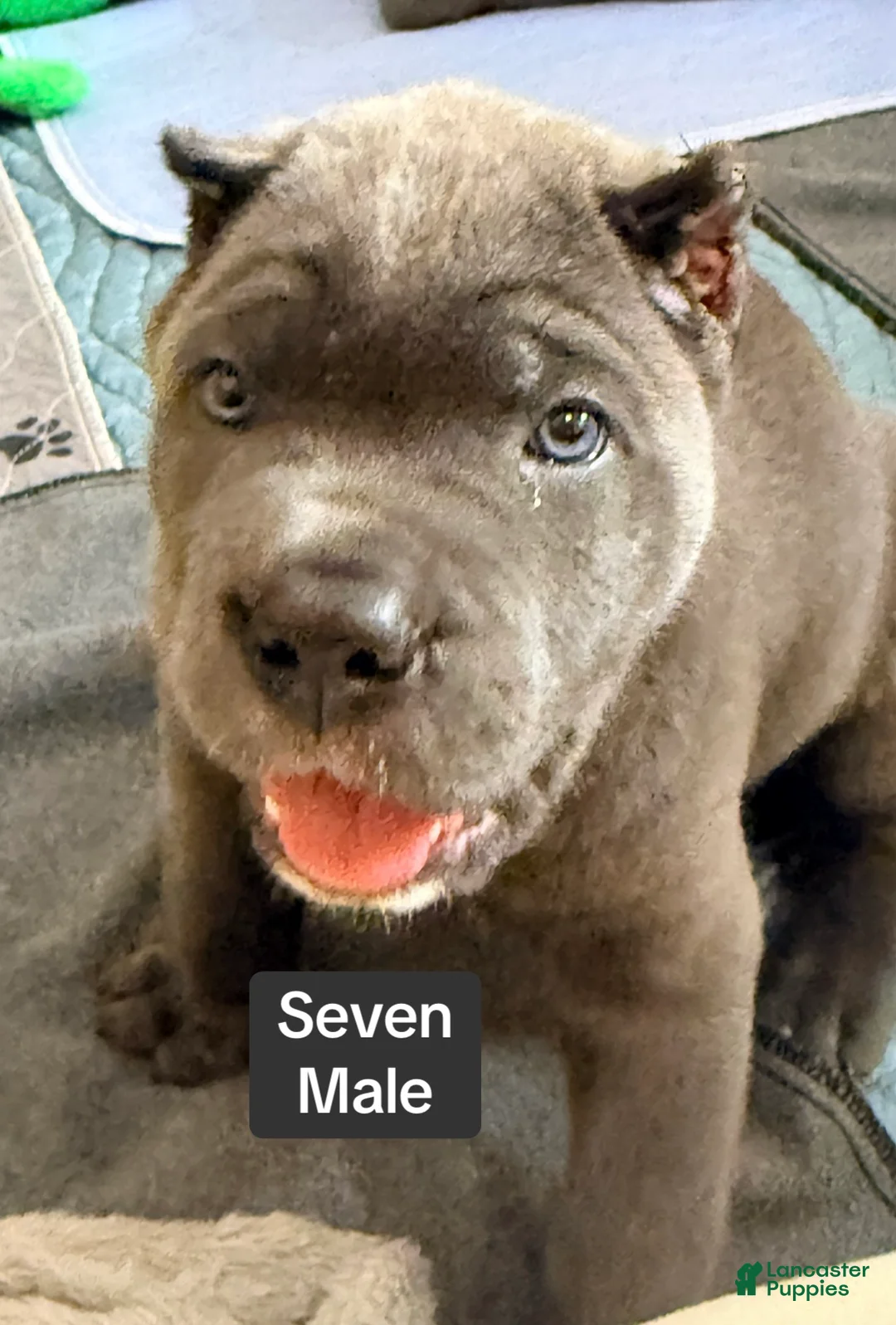 Cane Corso dogs for sale: Seven - Ad 2