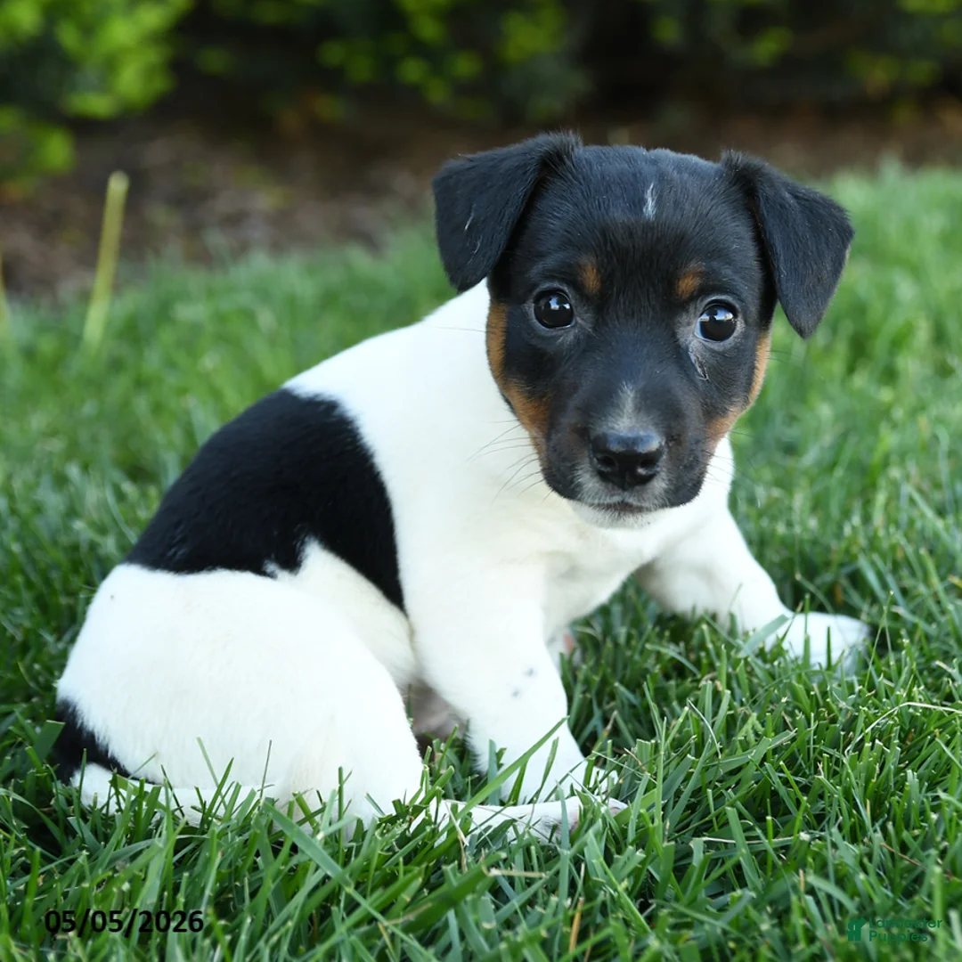 Jack Russell Terrier dogs for sale: Aspen - Ad 1