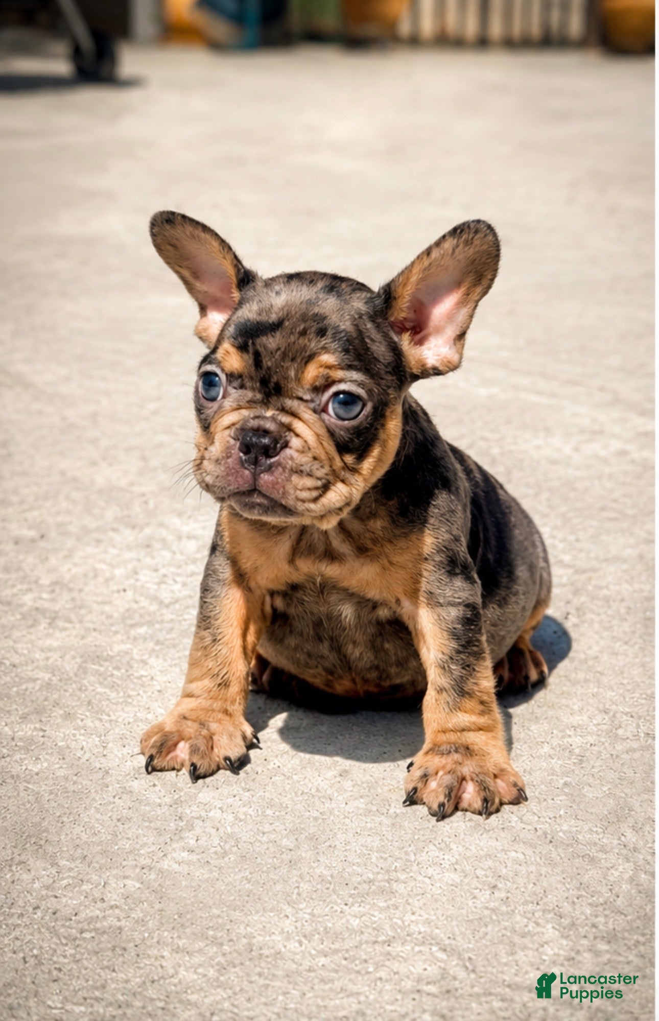 French Bulldog dogs Yogi - Ad 1