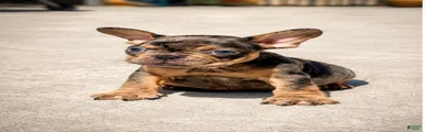 Yogi