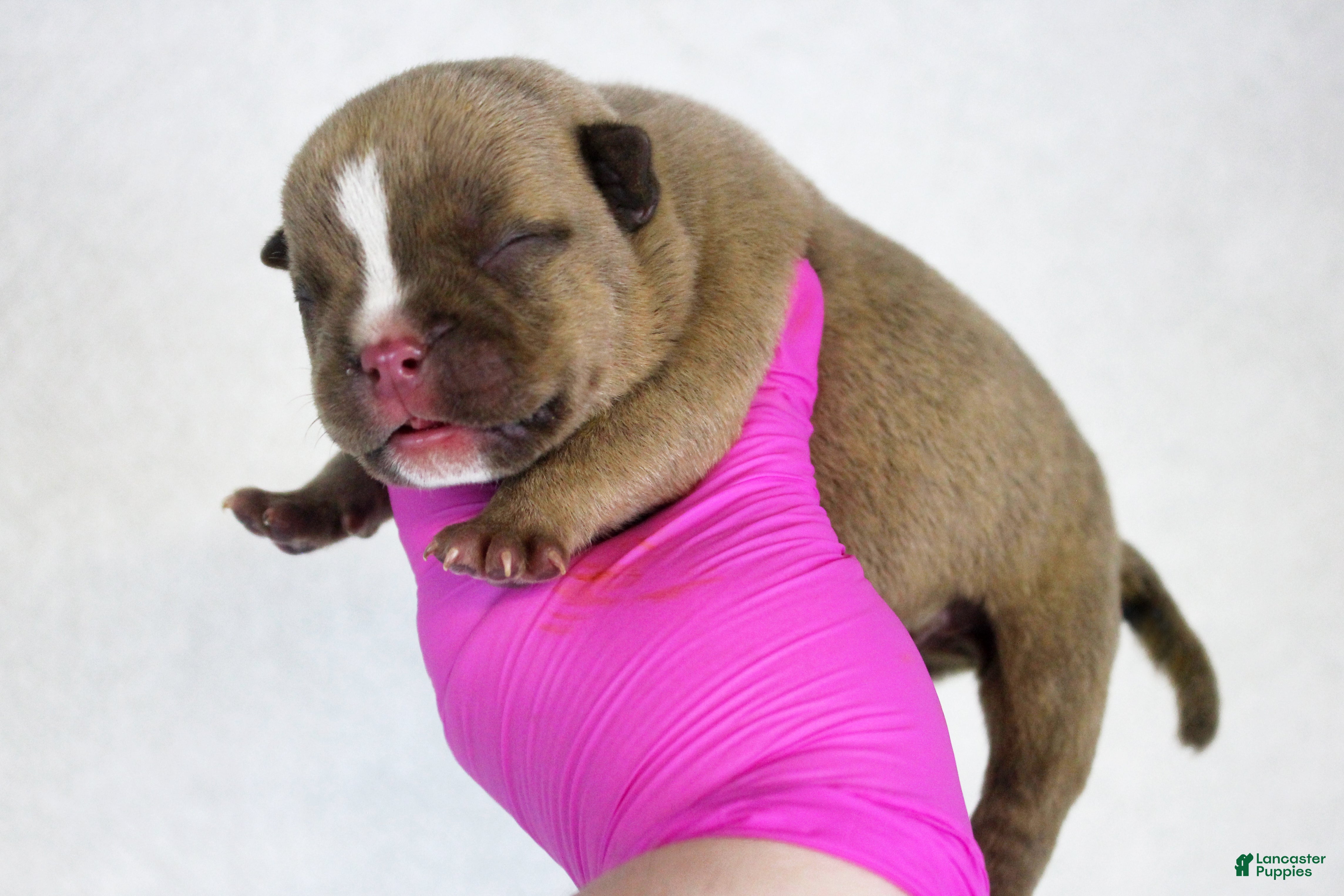 American Bully dogs Chocolate Male - Ad 2