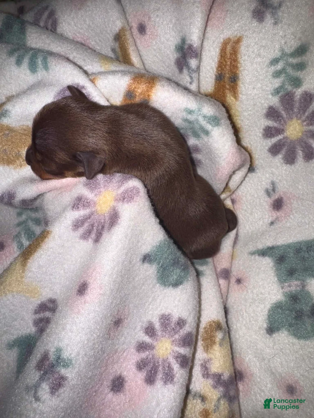 Chihuahua dogs for sale: Chihuahua 2 ready to go tomorrow  - Ad 19