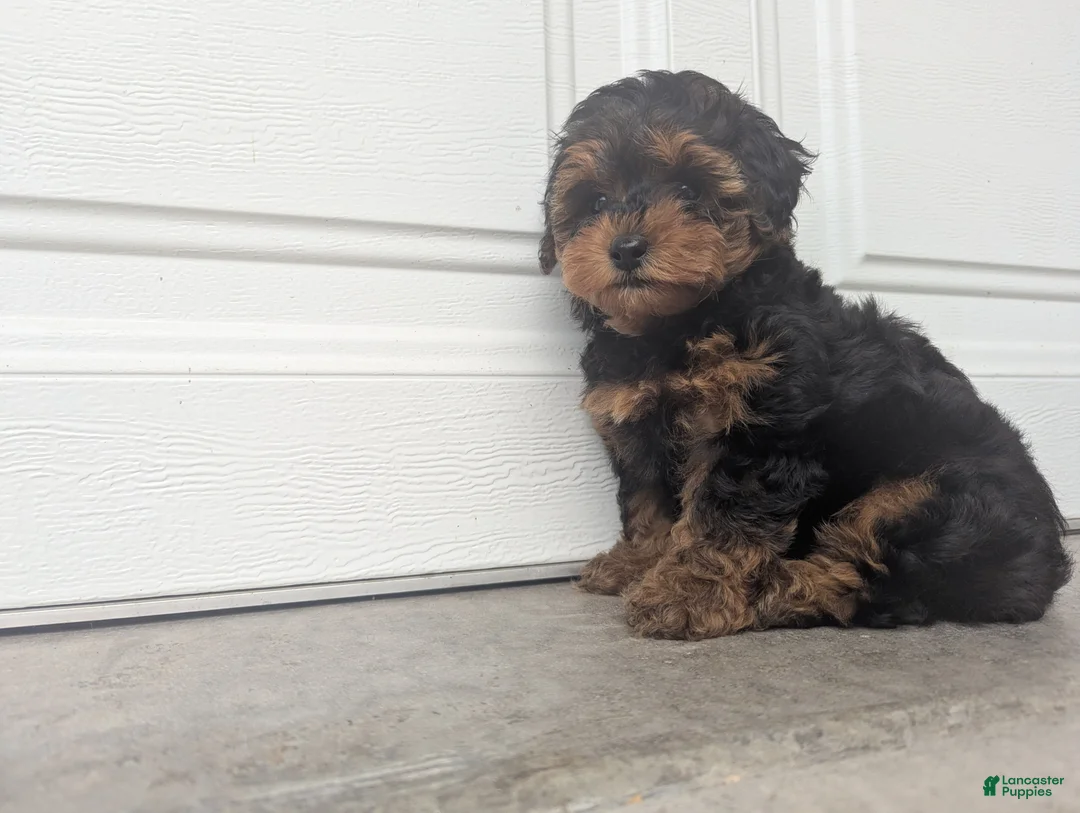 Yorkiepoo dogs for sale: Jasper - Ad 2