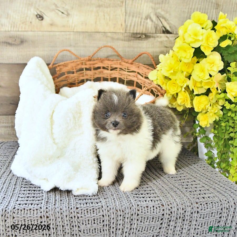 Pomeranian dogs Corey - Ad 1