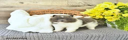 Pomeranian dogs for sale: Corey - Ad 1
