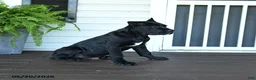 Cane Corso dogs for sale: Bandit - Ad 4
