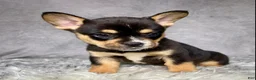 Mixed Breed dogs for sale: Miss Sadie  - Ad 7