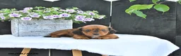 Dachshund dogs for sale: Cole - Ad 4