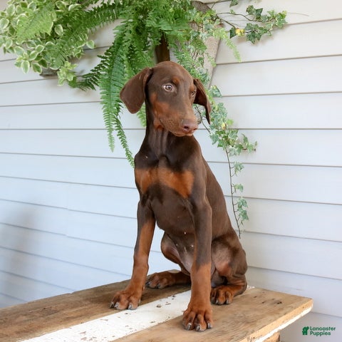 Doberman Pinscher dogs Wanda - Ad 1