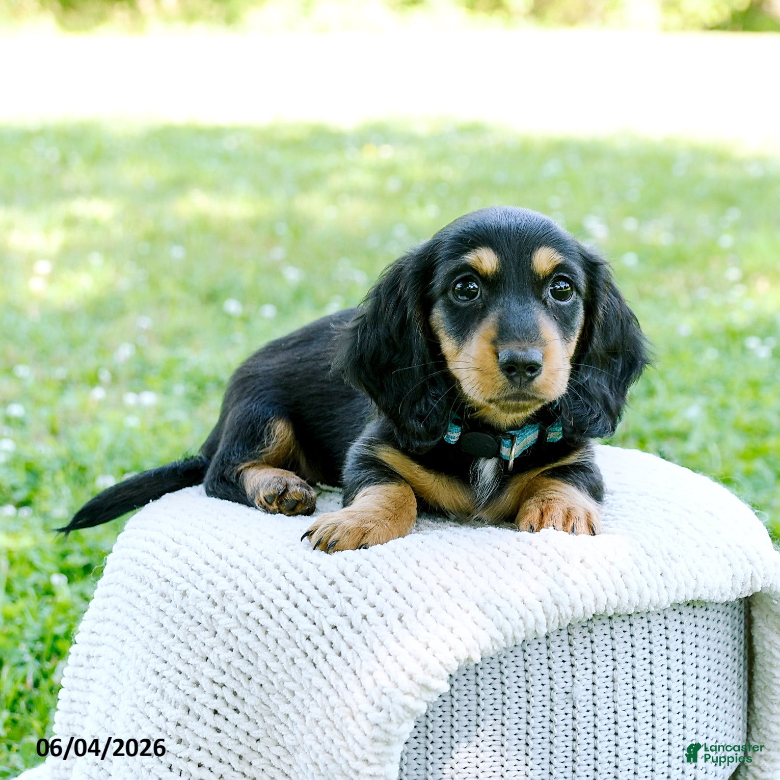 Miniature Dachshund dogs for sale: Darcy - Ad 5