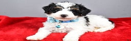 Miniature Poodle dogs for sale: Abby - Ad 12