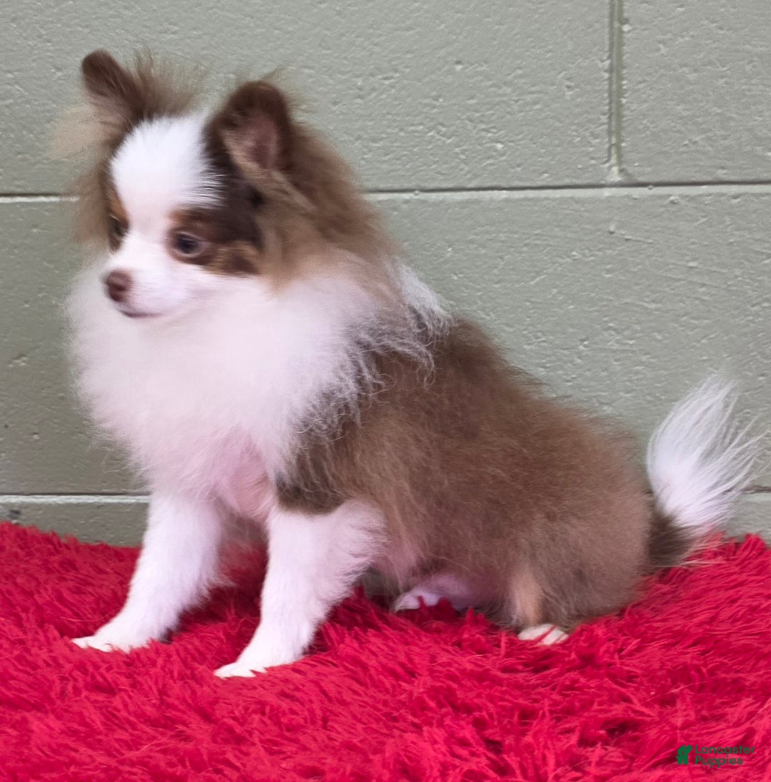 Pomeranian dogs for sale: Gunner - Ad 10