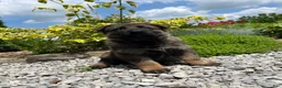 German Shepherd dogs for sale: Hanz - Ad 4