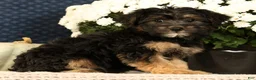 Yorkiepoo dogs for sale: Lonas - Ad 3