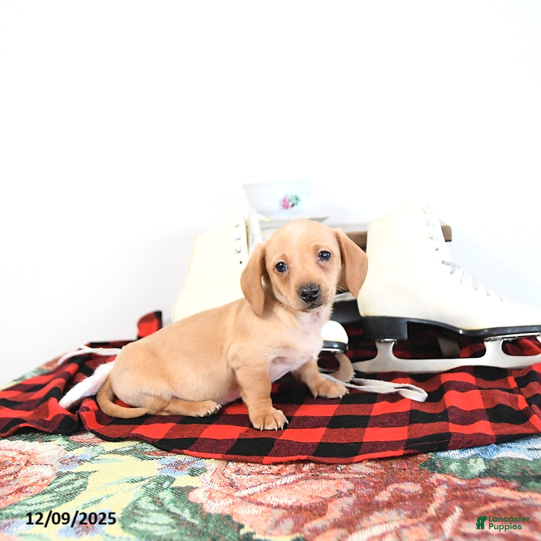 Miniature Dachshund dogs for sale: Benny - Ad 11